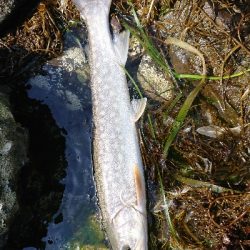 上げたのは五本、バラシ&チェイスを含めれば10本以上!