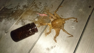 もはや顔馴染みの常連に