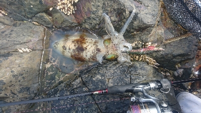 2カ月振りのアオリイカ