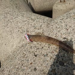 ショアジギング