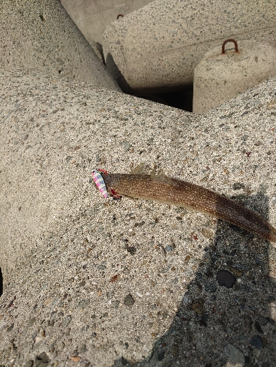 ショアジギング