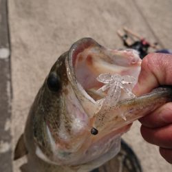 シラウオパターン