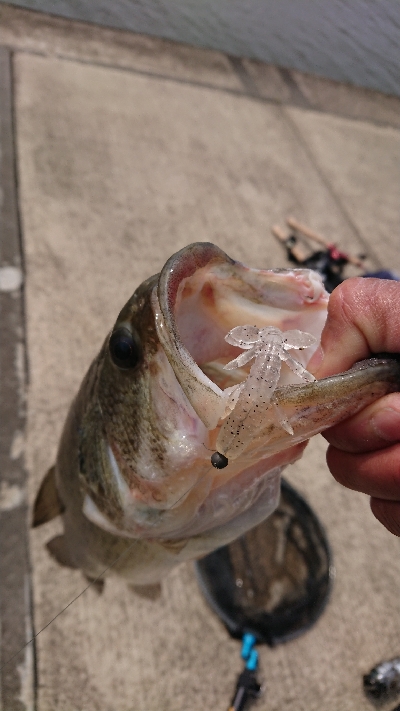 シラウオパターン