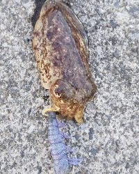 久しぶりのコウちゃん