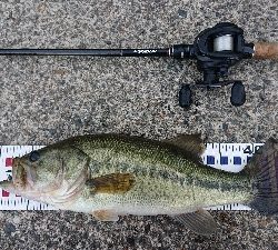 カバースキャット