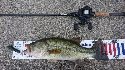 カバースキャット