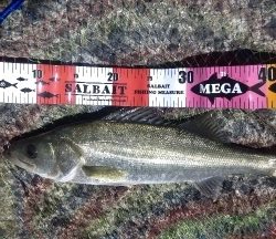 アジングに行きましたが…