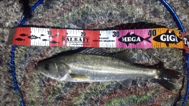 アジングに行きましたが…