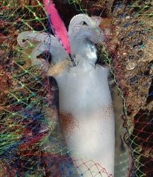 エギング釣行その49