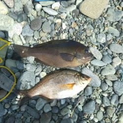 渚釣りからの堤防釣り