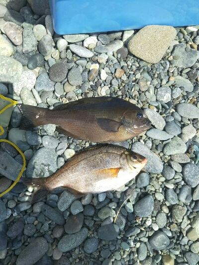 渚釣りからの堤防釣り