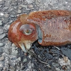 爆風のち入れ食い‼️