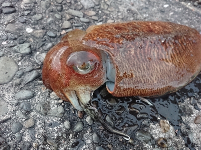 爆風のち入れ食い‼️