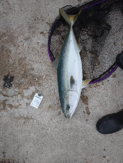 今週 ２匹目の青物