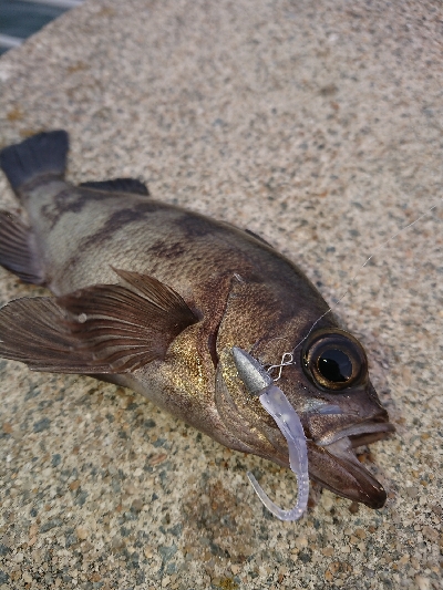 始発メバリング