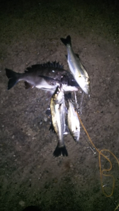 夕方からでも⚪️…