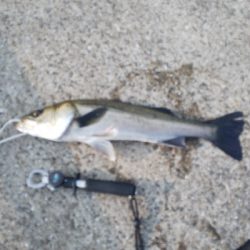 渋い中で価値ある２匹