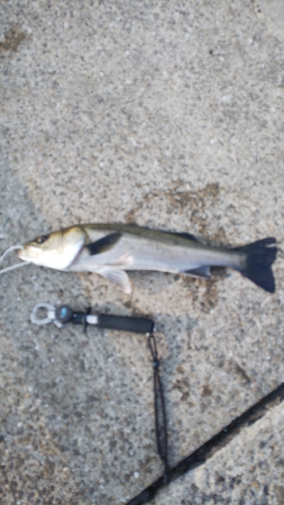 渋い中で価値ある２匹