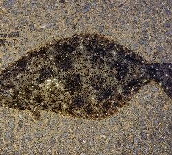 またまたヒラメきました！