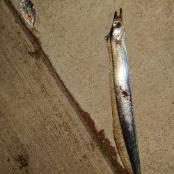 チョー久しぶりです!