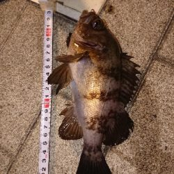 アジングのはずが…w