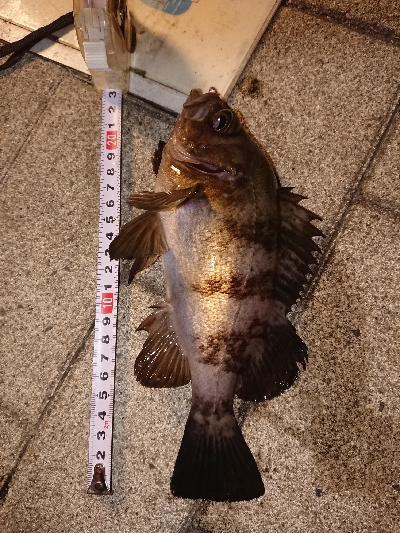 アジングのはずが…w