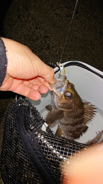 プラグに好反応♪