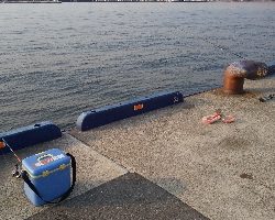 アジ居ました。