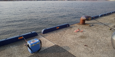 アジ居ました。