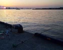 アジ居ました。