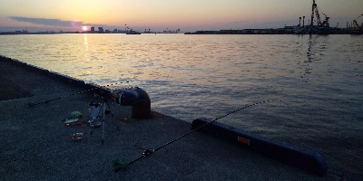 アジ居ました。