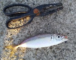 久々にアジが居ました。