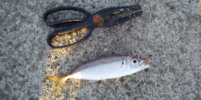 久々にアジが居ました。