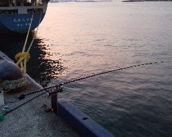 今日もアジ居ました。