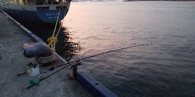 今日もアジ居ました。