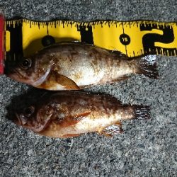 仕事終わりメバリング