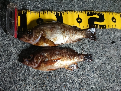 仕事終わりメバリング