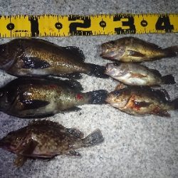 夕方からメバリング