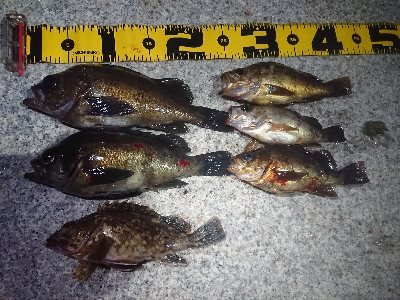 夕方からメバリング