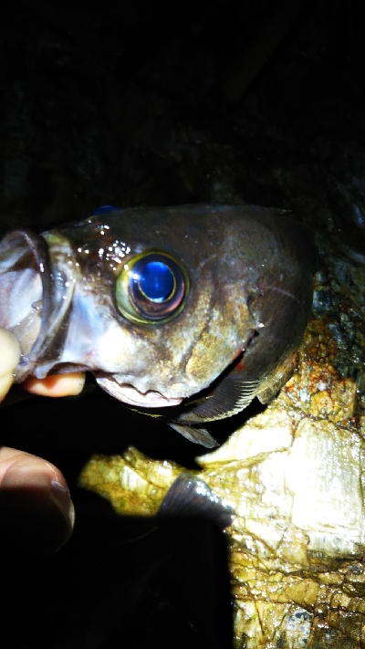 寒くなってきたよ