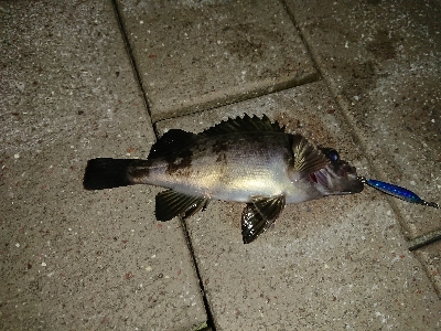 仕事終わりに短時間釣行