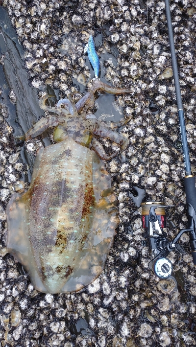 対馬ですから！