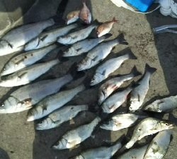 セイゴラッシュ！！