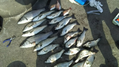 セイゴラッシュ！！