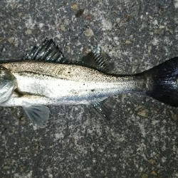 まだまだ濁りあり。