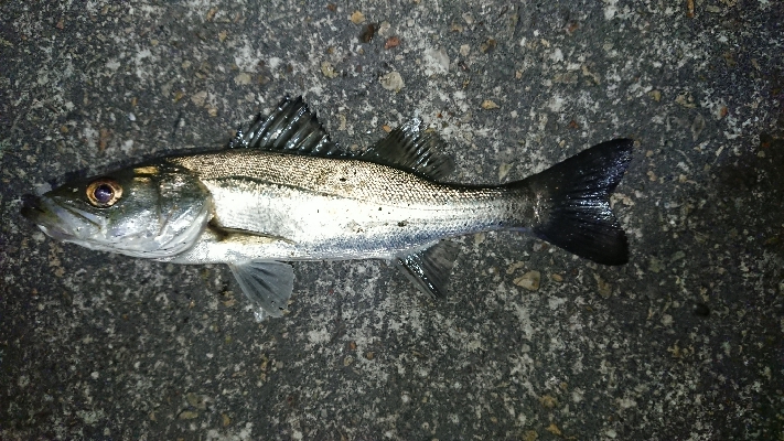 まだまだ濁りあり。