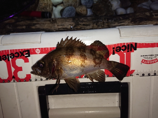 漁港のランガン