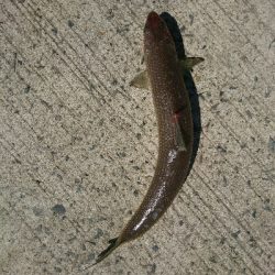 フラット狙いで、ようやくエソ！！