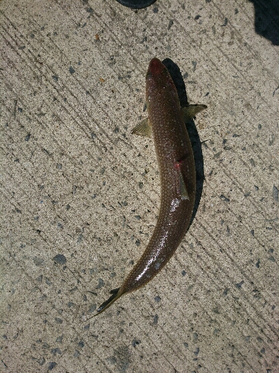 フラット狙いで、ようやくエソ！！