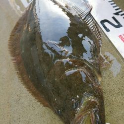 今季初ヒラメ50センチ弱1投目でゲット!